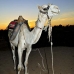camel_bank_west_lux_v_0012_egy3090.jpg